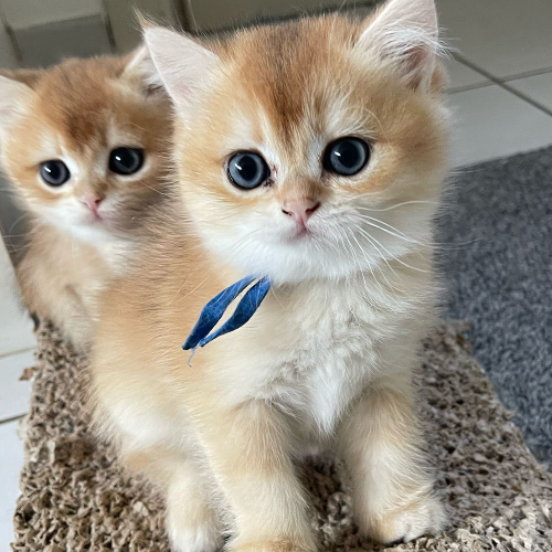 Foto van de poes