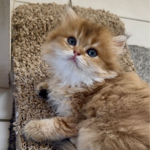 Foto van de poes