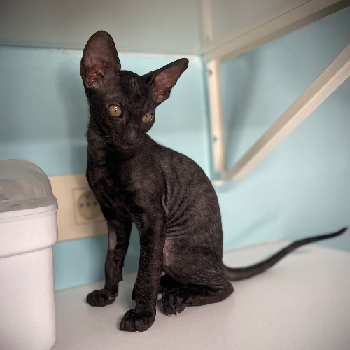 Foto van de poes