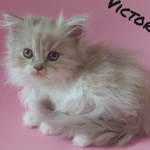Foto van de poes