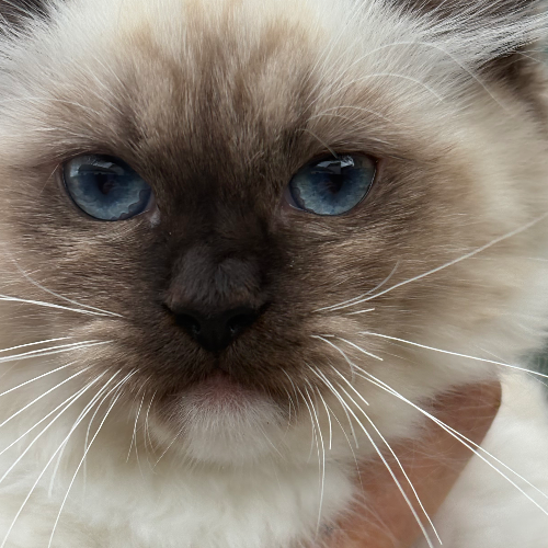 Foto van de poes