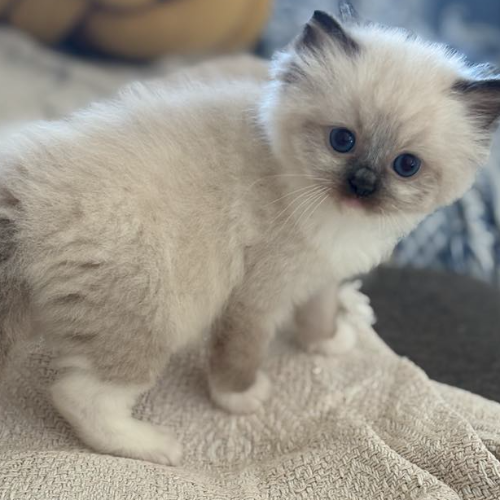 Foto van de poes
