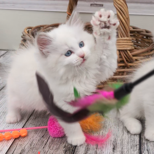 Foto van de poes