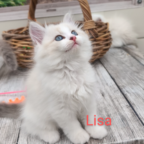 Foto van de poes