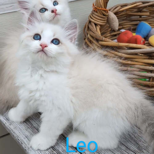 Foto van de poes