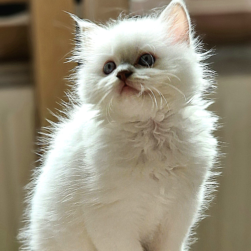 Foto van de poes