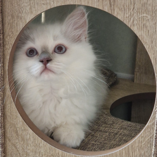 Foto van de poes