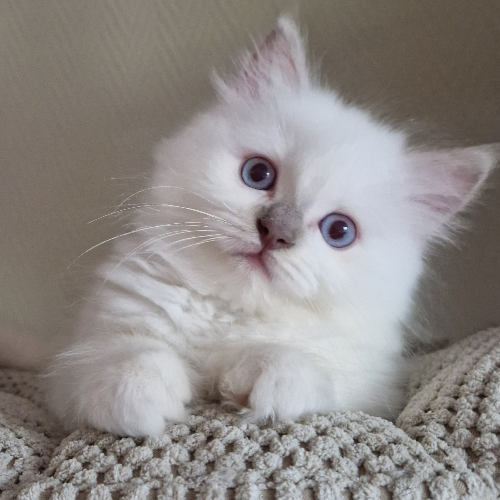 Foto van de poes