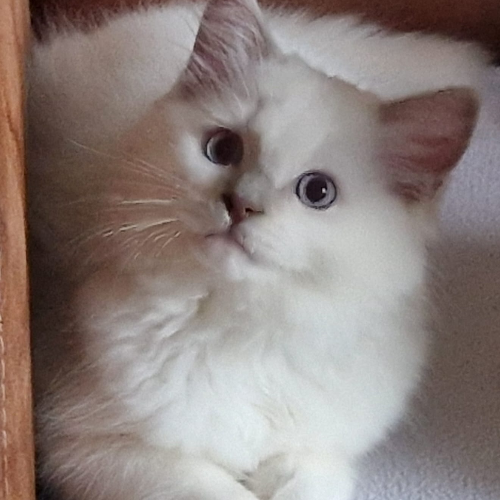 Foto van de poes