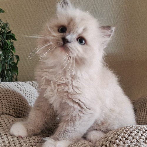 Foto van de poes
