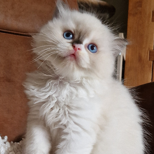 Foto van de poes