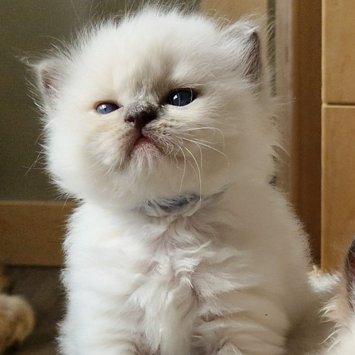 Foto van de poes