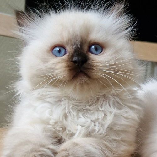 Foto van de poes