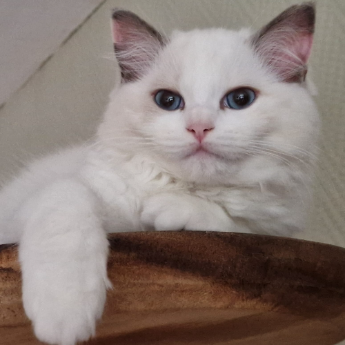 Foto van de poes