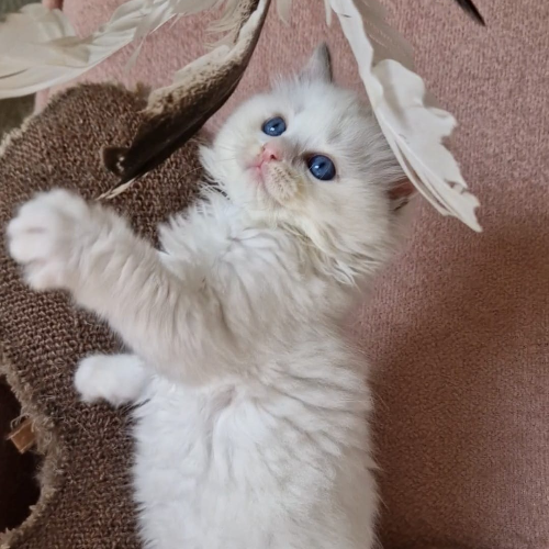 Foto van de poes