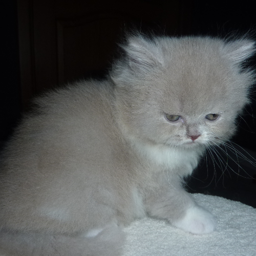 Foto van de poes