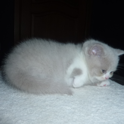Foto van de poes