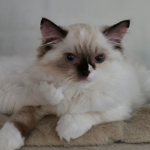 Foto van de poes