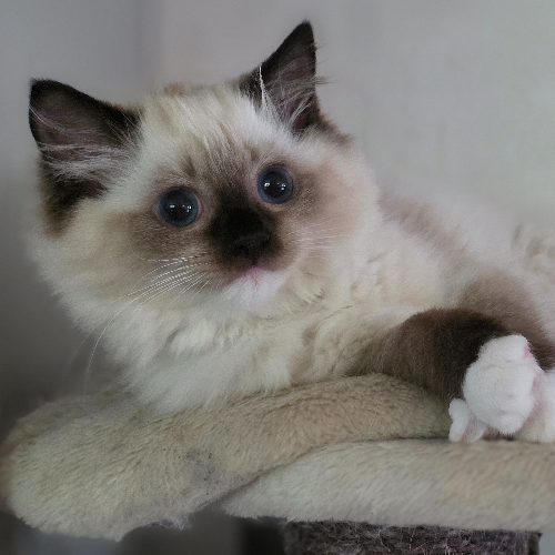 Foto van de poes