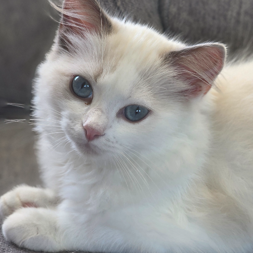 Foto van de poes