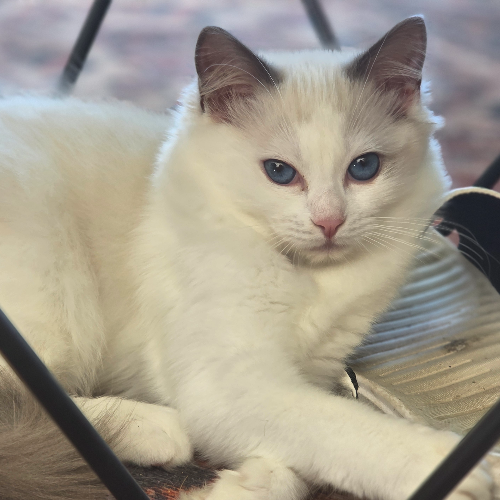 Foto van de poes