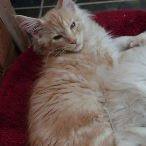 Foto van de poes