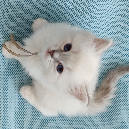 Foto van de poes