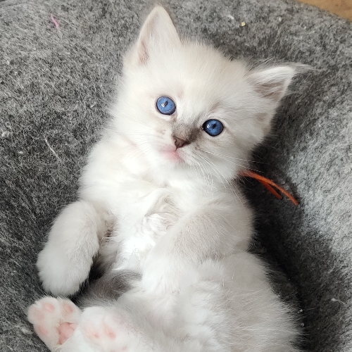 Foto van de poes