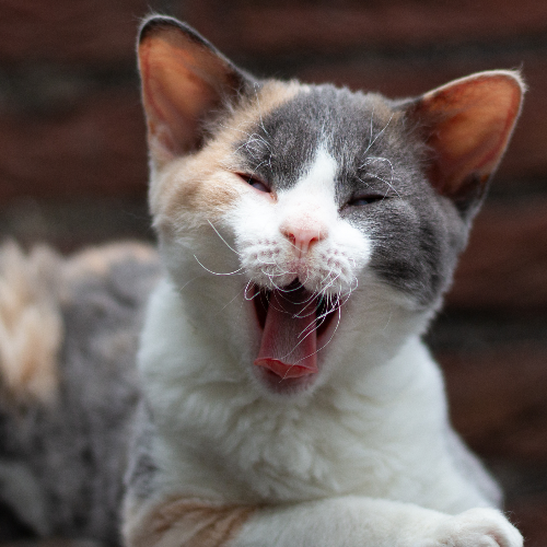 Foto van de poes