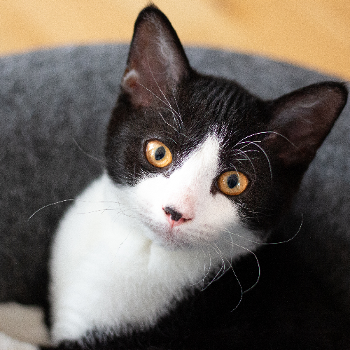 Foto van de poes
