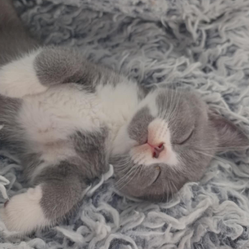 Foto van de poes