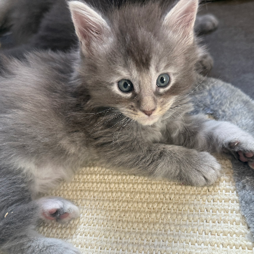 Foto van de poes