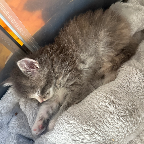 Foto van de poes