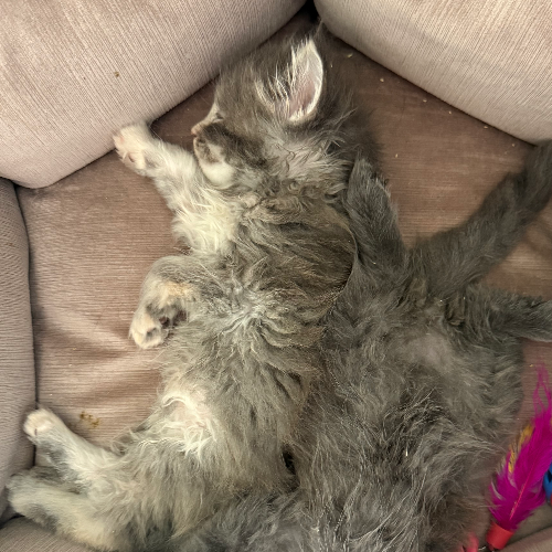 Foto van de poes