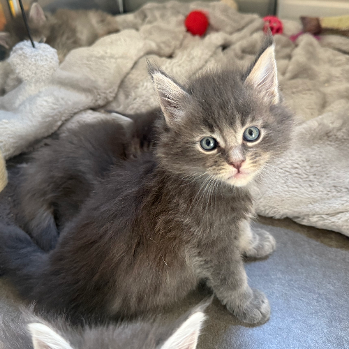 Foto van de poes