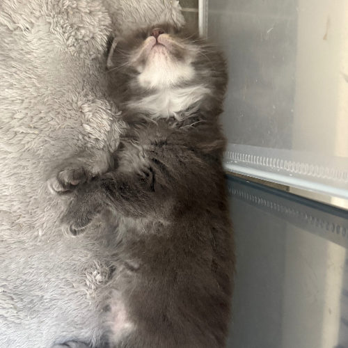 Foto van de poes