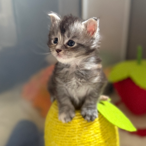 Foto van de poes