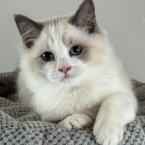 Foto van de poes