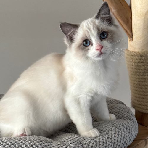 Foto van de poes