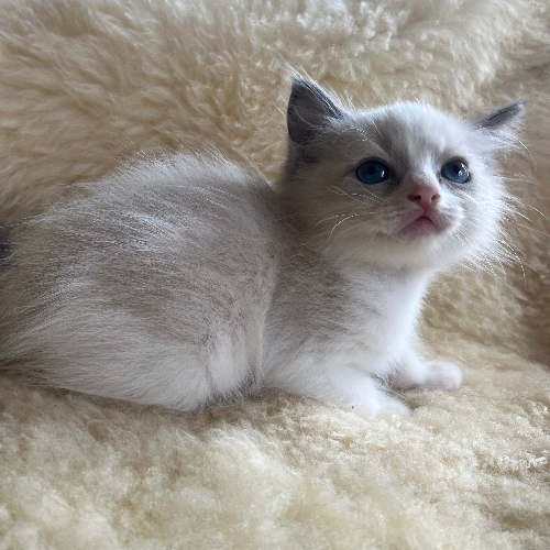 Foto van de poes