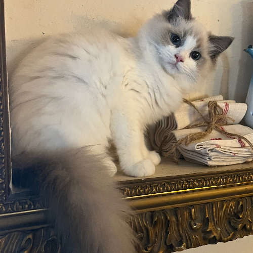 Foto van de poes