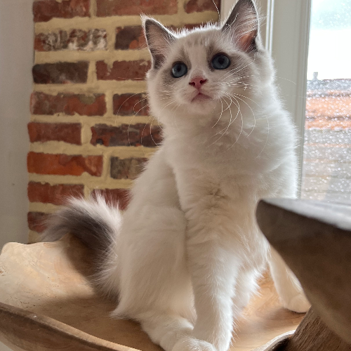 Foto van de poes