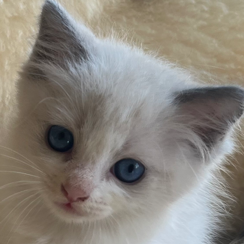 Foto van de poes