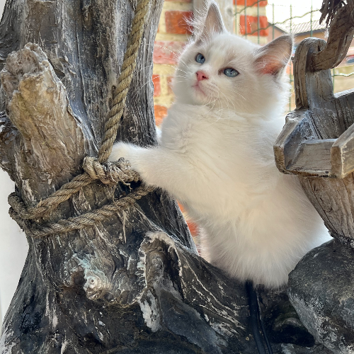 Foto van de poes