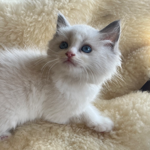 Foto van de poes