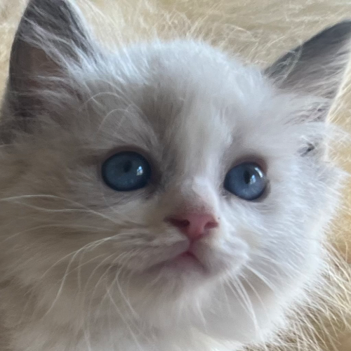 Foto van de poes