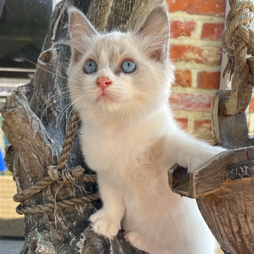 Foto van de poes