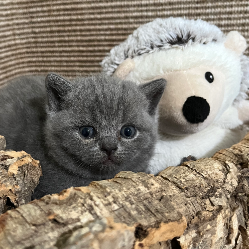 Foto van de poes