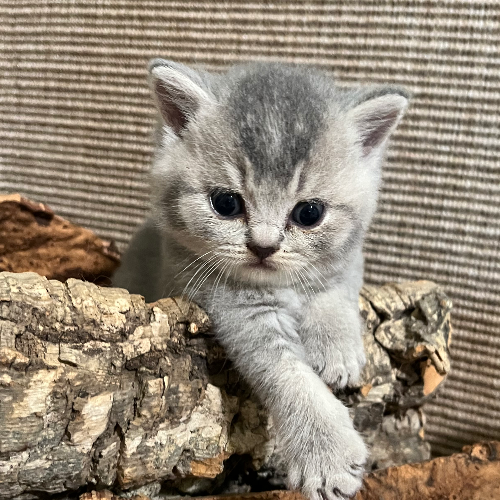 Foto van de poes