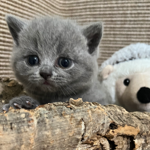 Foto van de poes
